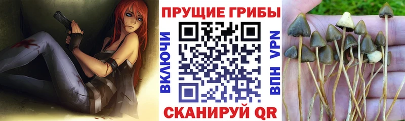 Купить  Сланцы  Галлюциногенные грибы Cubensis 